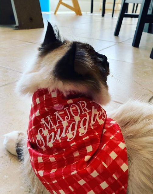Pet Bandana